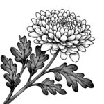 Beautiful Chrysanthemum Bloom