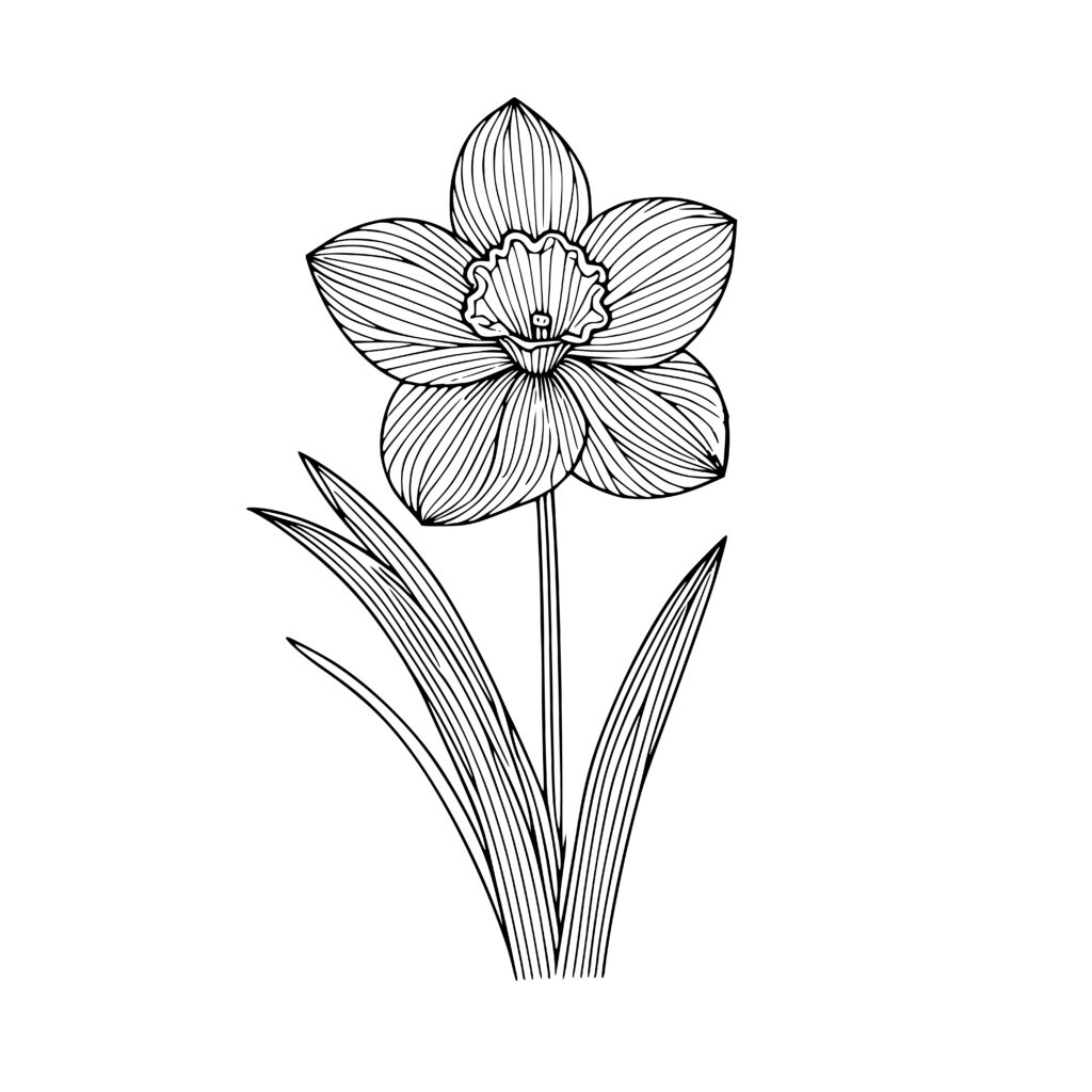 Realistic Narcissus Flower SVG PNG DXF for Cricut & Glowforge