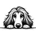 Peeking Afghan Hound