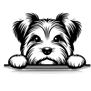 Shaggy Biewer Terrier Pup