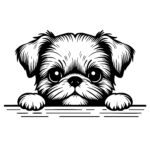 Brussels Griffon Puppy Peek