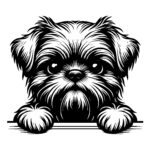 Fuzzy Brussels Griffon Gaze