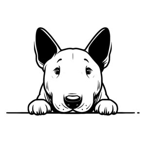 Bull Terrier Gaze