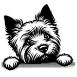 Cozy Fluffy Cairn Terrier