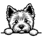 Cairn Terrier Peek Surprise