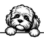 Curious Cavapoo Peek