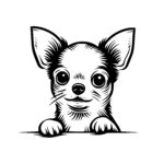 Wondering Chihuahua Eyes