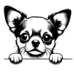 Peekaboo Chihuahua