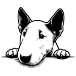 Curious Bull Terrier Peek