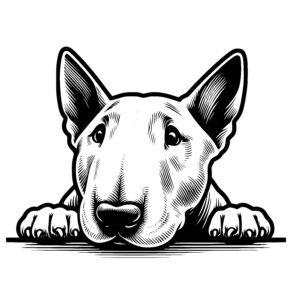 Alert Bull Terrier Watcher