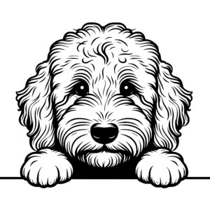 Curly Goldendoodle Canine