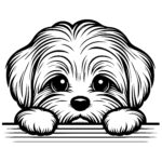 Adorable Maltese