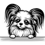 Floppy-eared Papillon