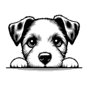 Puppy Peek Russell Terrier