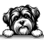 Peeking Tibetan Terrier