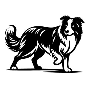 Alert Herding Dog