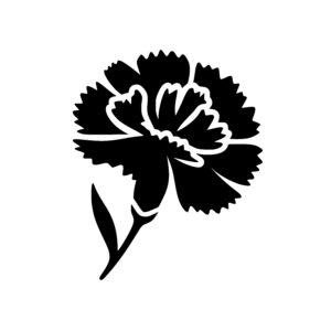 Radiant Carnation Bloom