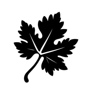 Jagged Leaf Shape