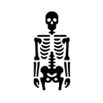 Full Body Skeleton