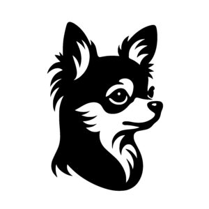 Curious Chihuahua Face