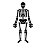 Complete Human Skeleton