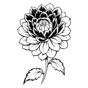 Dahlia Delight