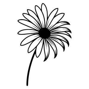 Upright Daisy Flower