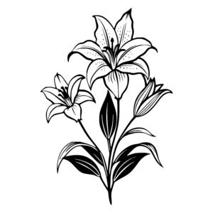 Lily Blooms and Buds