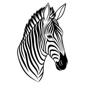 Alert Zebra Gaze