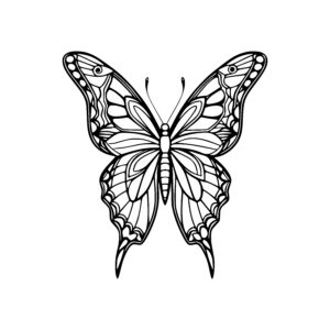 Symmetrical Butterfly Wonder