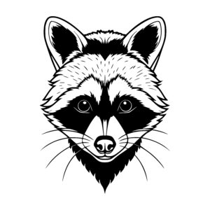 Raccoons Playful Gaze