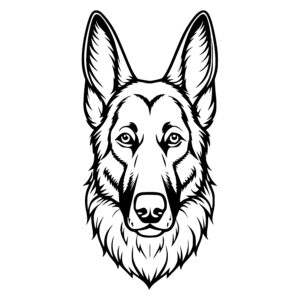 Smart German Shepherd Face