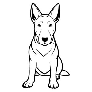 Confident Bull Terrier