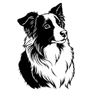 Curious Collie Profile
