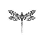 Dragonfly Delight