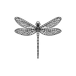 Dragonfly Delight