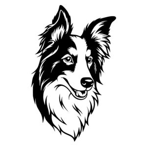 Alert Border Collie Face