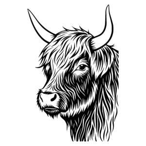 Highland Cow Stare
