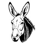 Inquisitive Donkey Head