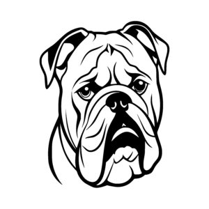 Serious Bulldog Face