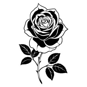 Rose in Full Bloom