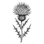 Thorny Thistle Blossom