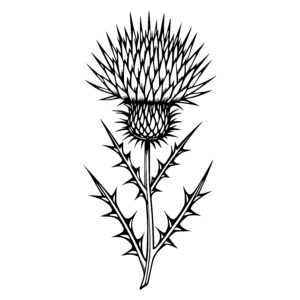 Thorny Thistle Blossom