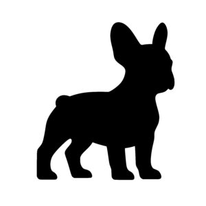 Curious Small Dog