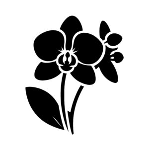 Elegant Orchid Bloom