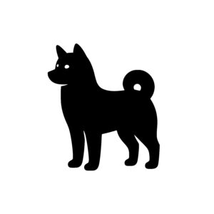 Curled Tail Shiba