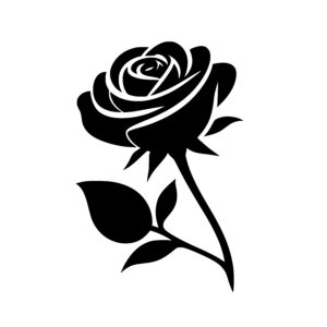 Rose in Full Bloom