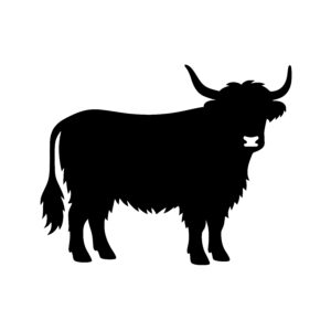 Calm Highland Cow