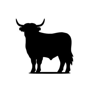 Majestic Highland Cow