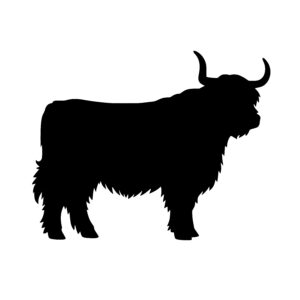 Majestic Highland Cow